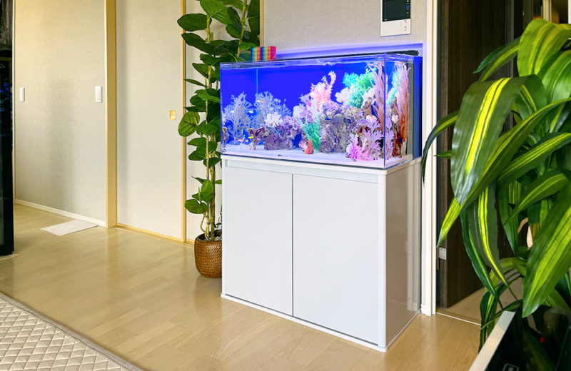 大阪府　企業様の事務所に設置　90cm海水魚水槽　レンタル事例 水槽画像５