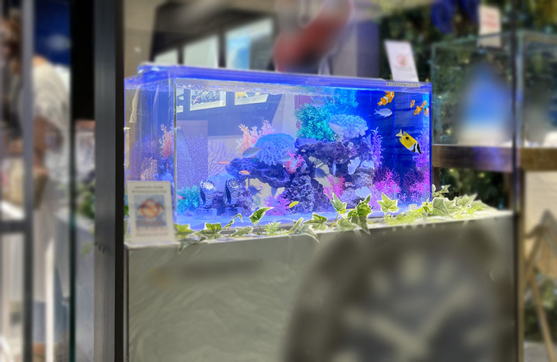 大阪府　商業施設のブランド専門店に設置　90cm海水魚水槽　短期レンタル事例 水槽画像３