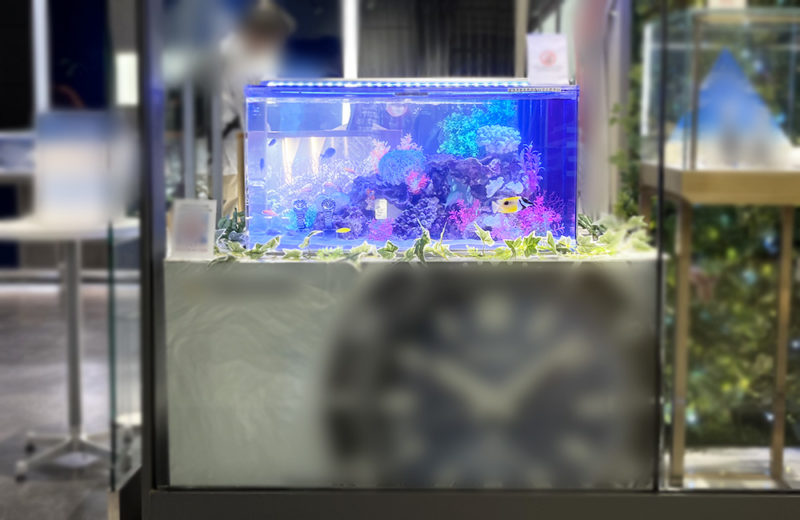 大阪府　商業施設のブランド専門店に設置　90cm海水魚水槽　短期レンタル事例 水槽画像４