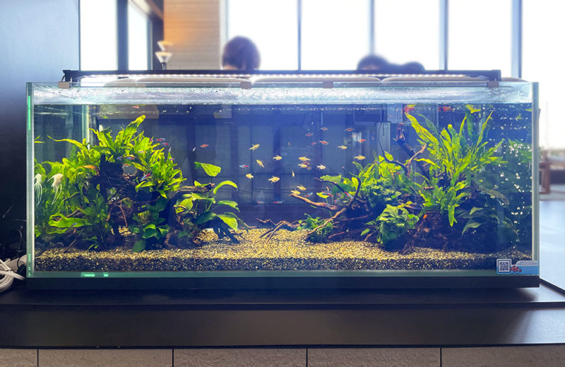 東京都　三井ガーデンホテル五反田様に設置　120cm淡水魚水槽　短期レンタル事例 水槽画像２