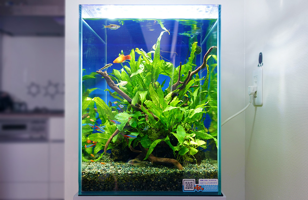 東京都 ご自宅に設置 30cm淡水魚水槽 レンタル事例のサムネイル画像
