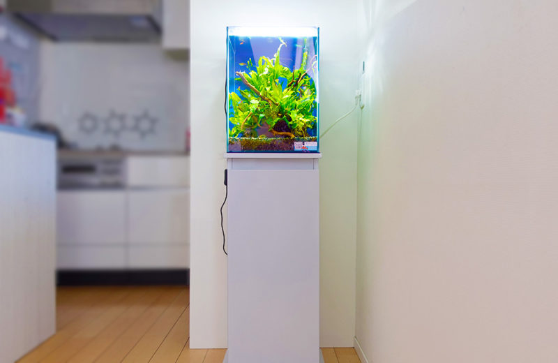 東京都 ご自宅に設置 30cm淡水魚水槽 レンタル事例 水槽画像５