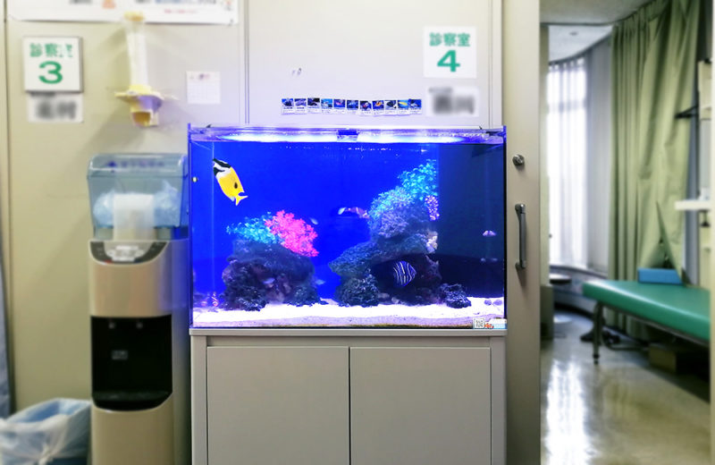 東京都 クリニック 90cm海水魚水槽 レンタル事例 水槽画像１