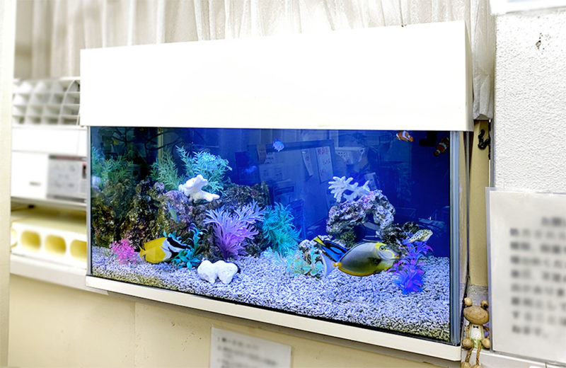 神奈川県 内科クリニック様 90cm海水魚水槽 メンテナンス事例 水槽画像１