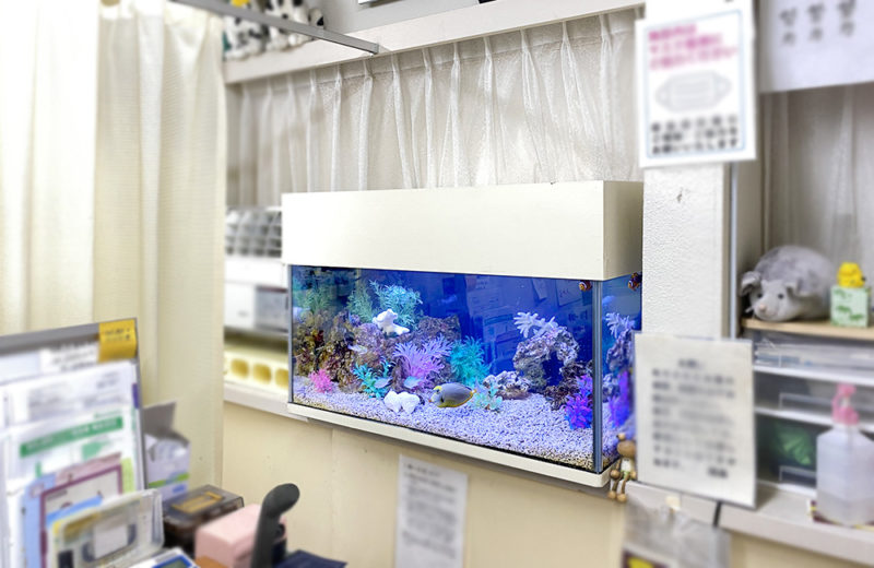 神奈川県 内科クリニック様 90cm海水魚水槽 メンテナンス事例 水槽画像３