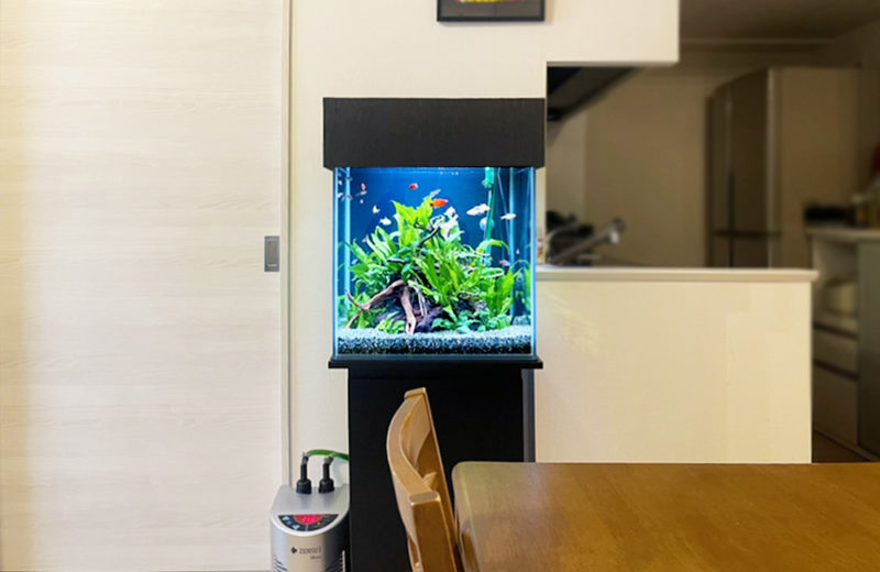 埼玉県 個人宅 45cm淡水魚水槽 レンタル事例 水槽画像４