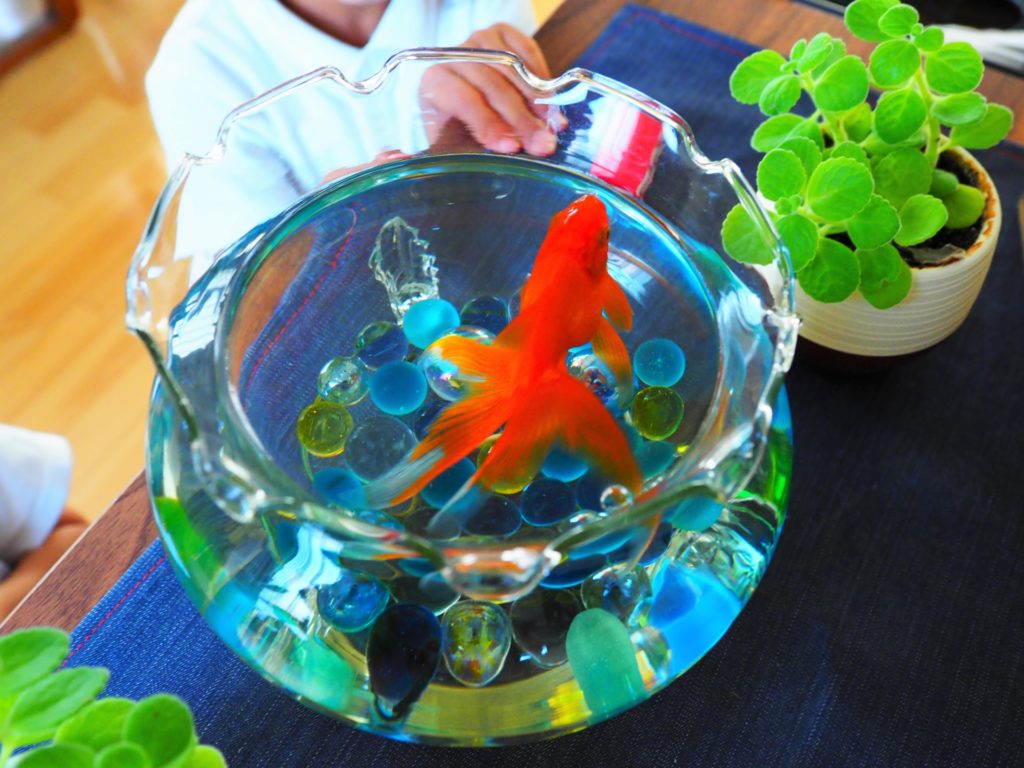 金魚鉢で金魚は何匹飼える？金魚鉢のメリット・デメリットと飼育の工夫のサムネイル画像