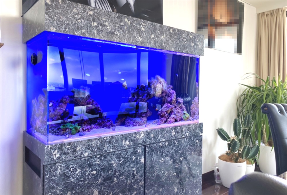 幻想的なサンゴ水槽　港区オフィス事務所に設置 水槽レンタル事例