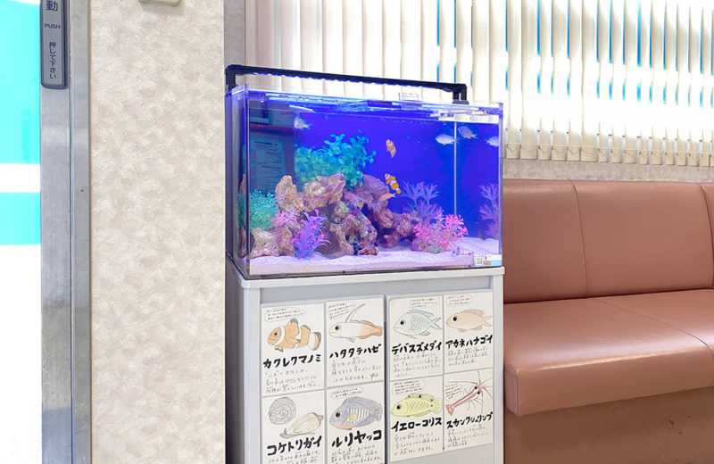 東京都 眼科様 60cm海水魚水槽 レンタル事例　その後 水槽画像３