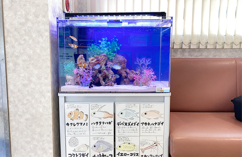 東京都 眼科様 60cm海水魚水槽 レンタル事例　その後 水槽画像２
