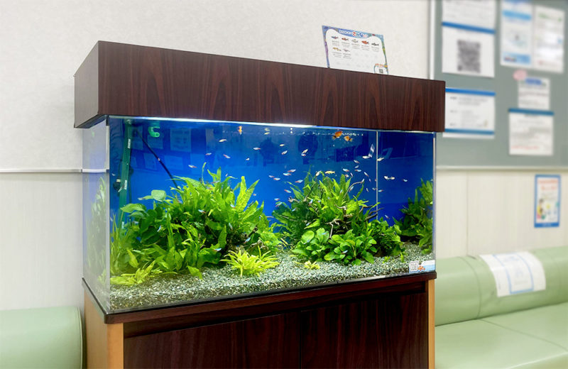 神奈川県横浜市 クリニック 90cm淡水魚水槽 レンタル事例 水槽画像４