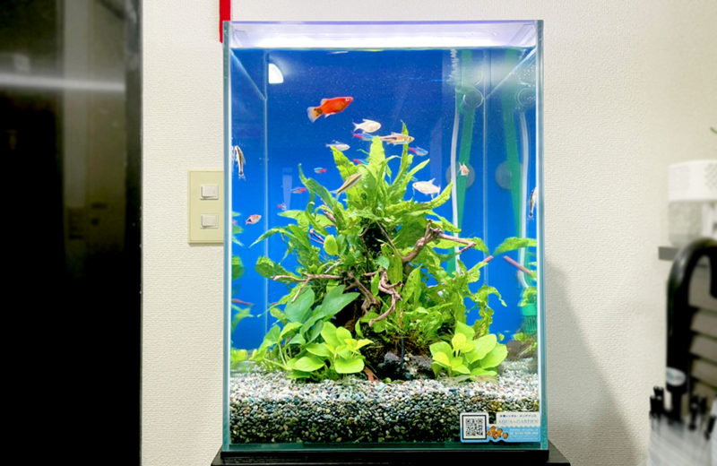 東京都 事務所 30cm淡水魚水槽 レンタル事例 水槽画像１