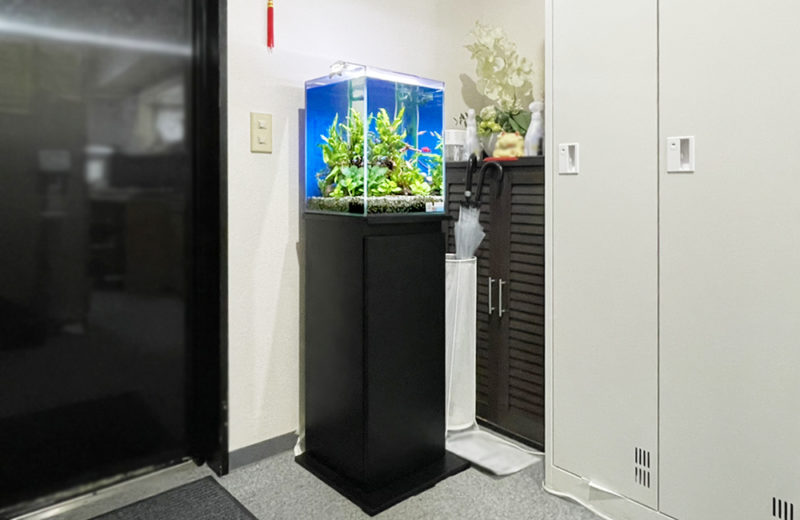 東京都 事務所 30cm淡水魚水槽 レンタル事例 水槽画像２