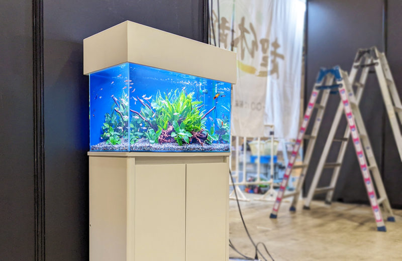 千葉県 ニコニコ超会議様 イベント 60cm淡水魚水槽 短期レンタル事例 水槽画像４