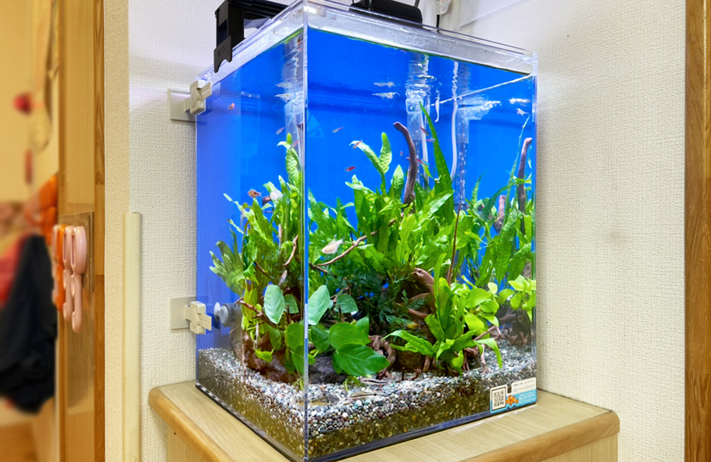 東京都 つくし保育園様 30cm淡水魚水槽 レンタル事例のサムネイル画像
