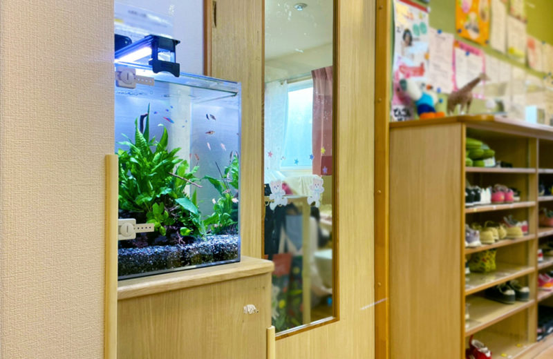東京都 つくし保育園様 30cm淡水魚水槽 レンタル事例 水槽画像４