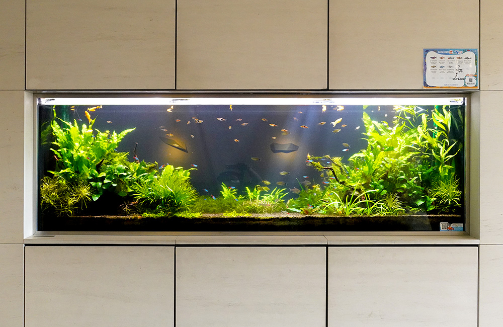 東京都 住宅・マンション様 170cm大型水草水槽 メンテナンス事例のサムネイル画像
