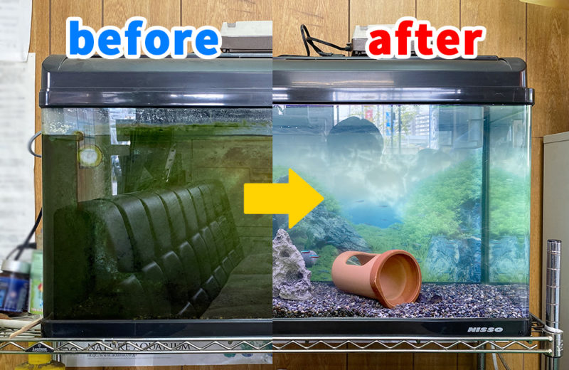 愛知県 企業様 淡水魚水槽 スポットメンテナンス事例 水槽画像１