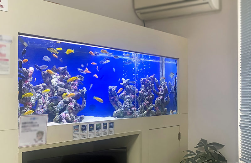 歯科医院　待合室　180cm大型淡水魚水槽　メンテナンス事例 水槽画像４