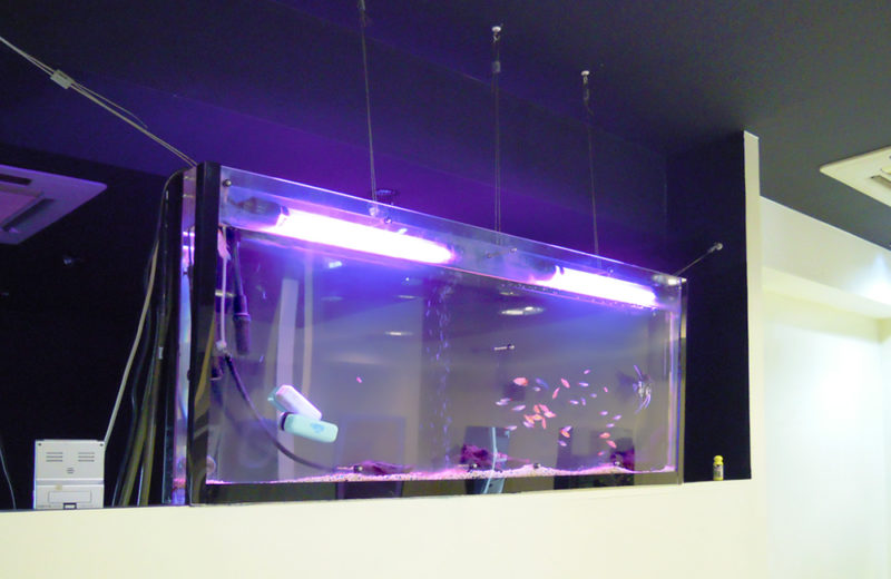 東京都　美容室　140cm大型淡水魚水槽　メンテナンス事例 水槽画像２