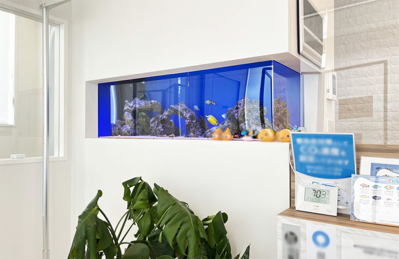 神奈川県 内科クリニック様 埋め込み120cm海水魚水槽 レンタル事例 水槽画像４