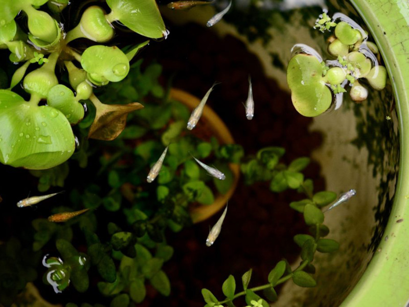 ビオトープのレイアウト｜おすすめ水草・植物から組み合わせを考える｜東京アクアガーデン