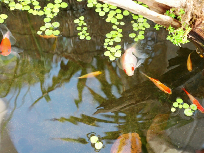 浮草とは 水槽 ビオトープで育てたいおすすめ浮草10選 東京アクアガーデン