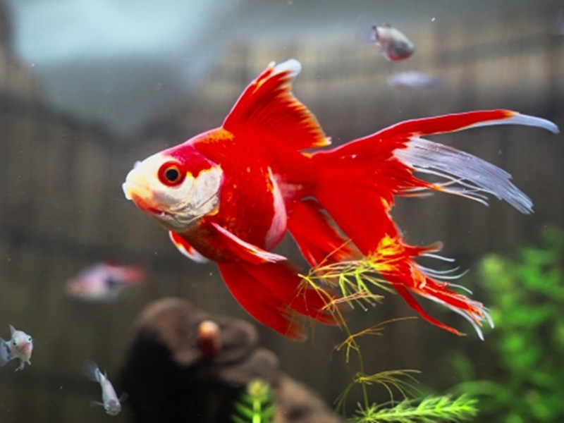 金魚と生き物を一緒に飼育するには 単種飼育の理由とおすすめ混泳相手 東京アクアガーデン