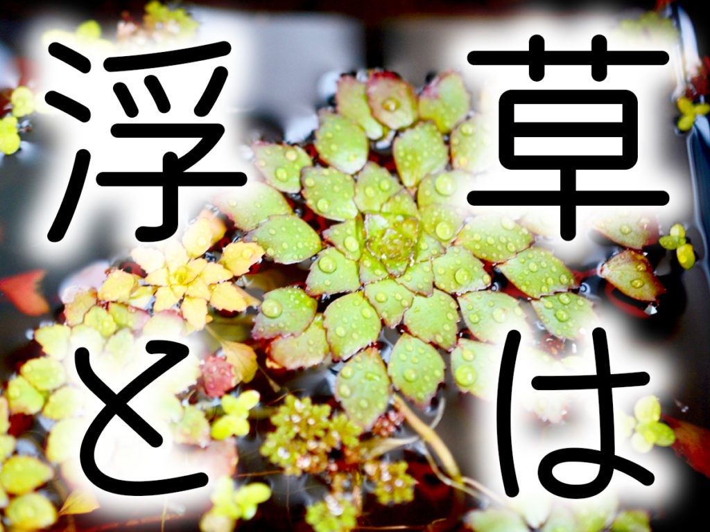 浮草とは｜水槽・ビオトープで育てたいおすすめ浮草10選｜東京アクア