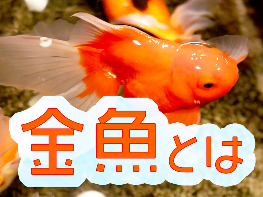金魚とは！特徴・生態・種類・餌・寿命などを紹介！奥深い観賞魚ですのサムネイル画像