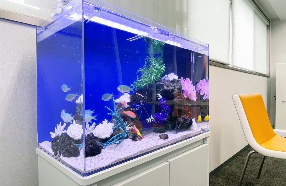 東京都新宿区 企業オフィス 60cm海水魚水槽レンタル事例　6年目の様子 メイン画像