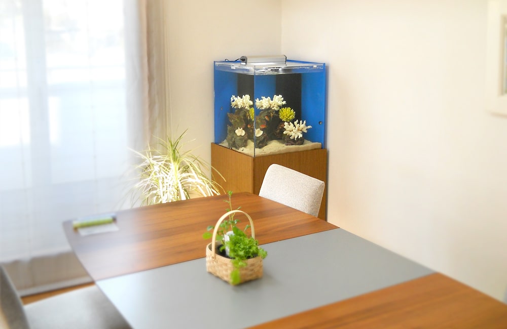 東京都渋谷区　明るいリビングに設置　50cmキューブ型海水魚水槽レンタル事例 メイン画像