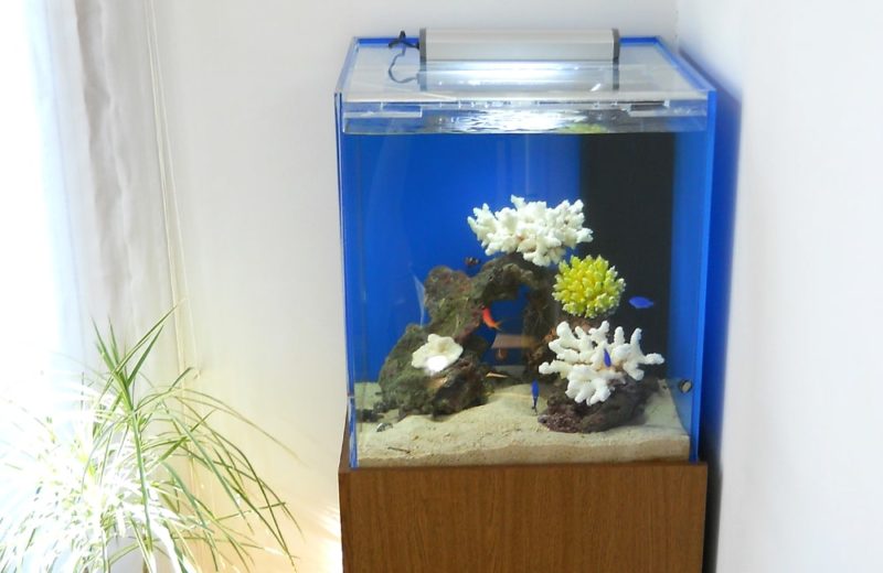 東京都渋谷区　明るいリビングに設置　50cmキューブ型海水魚水槽レンタル事例 水槽画像３