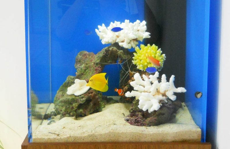 東京都渋谷区　明るいリビングに設置　50cmキューブ型海水魚水槽レンタル事例 水槽画像２
