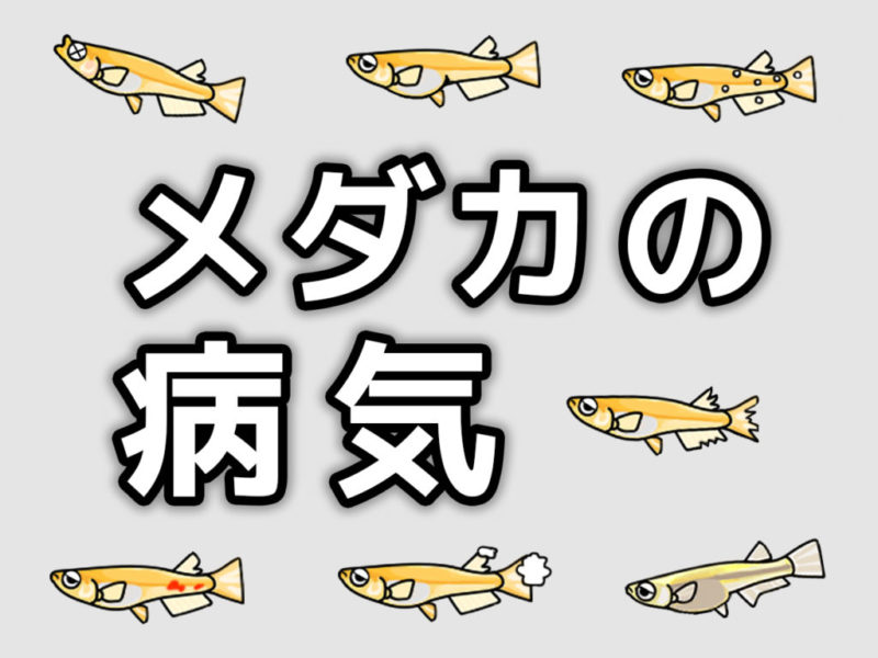 初心者でも使える熱帯魚のおすすめ治療薬｜薬の種類から変更方法まで解説｜東京アクアガーデン
