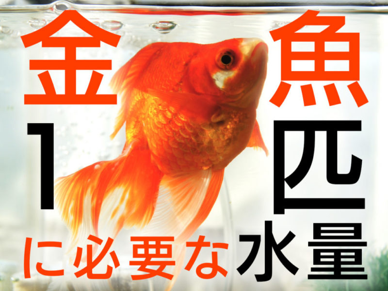金魚1匹に必要な水量とは！品種ごとに最適な水量目安と飼育容器