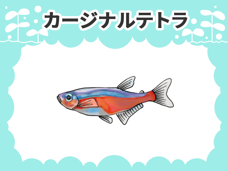 お魚図鑑 カージナルテトラ メインイメージ