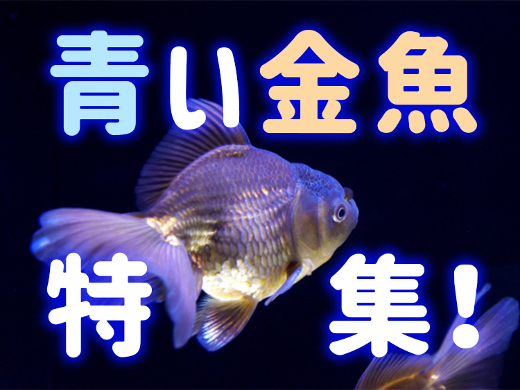 青い金魚特集！青文魚などの品種から、おすすめ水族館・展示をご紹介