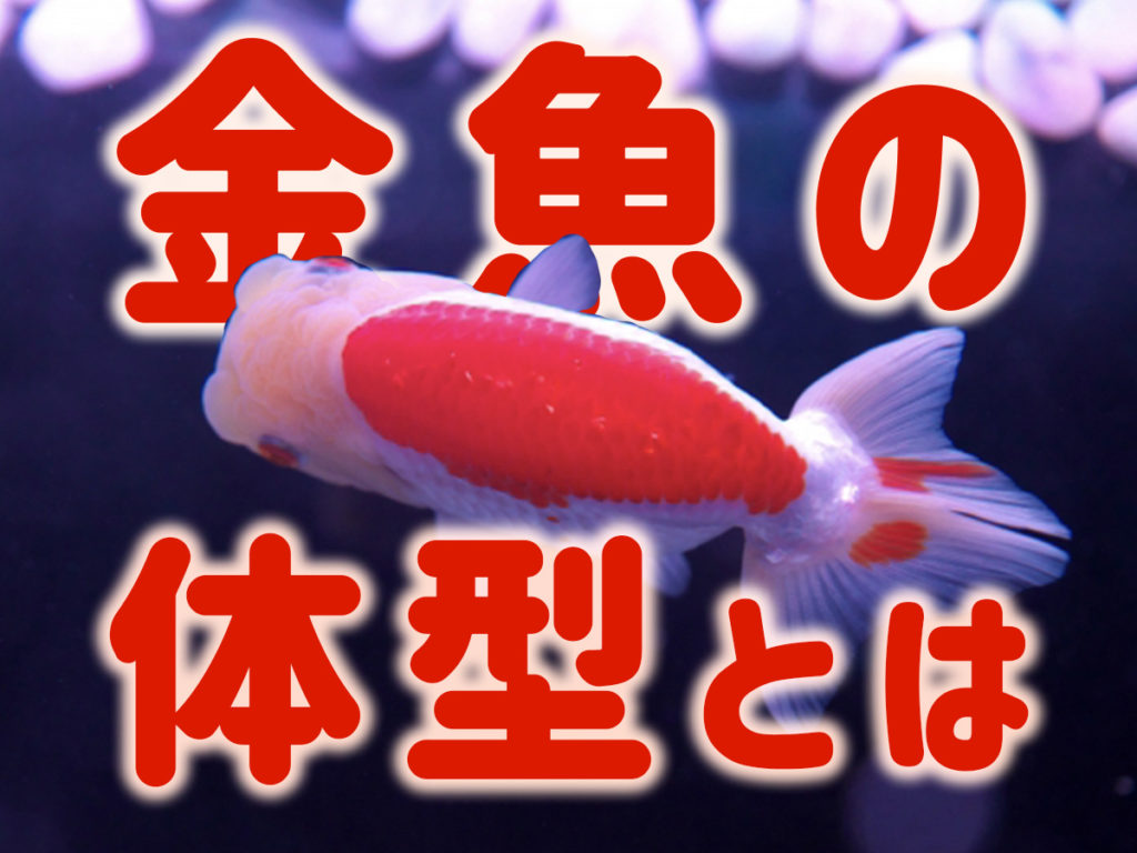 金魚の体型とは フナ型和金から琉金型 らんちゅうまでご紹介します 東京アクアガーデン