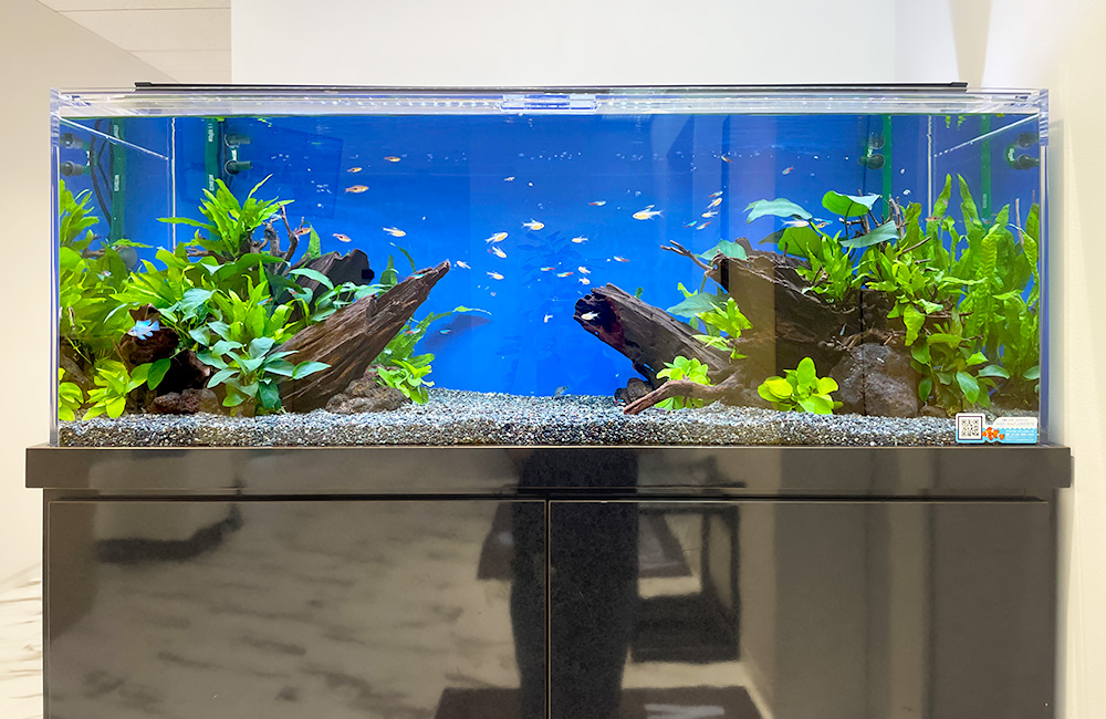 東京都中央区　株式会社ワールドスカイ様　120cm淡水魚水槽　レンタル事例のサムネイル画像