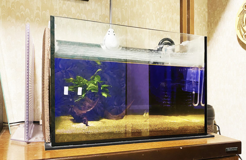 東京都杉並区 個人宅様 45cm淡水魚水槽 スポットメンテナンス事例 水槽画像４