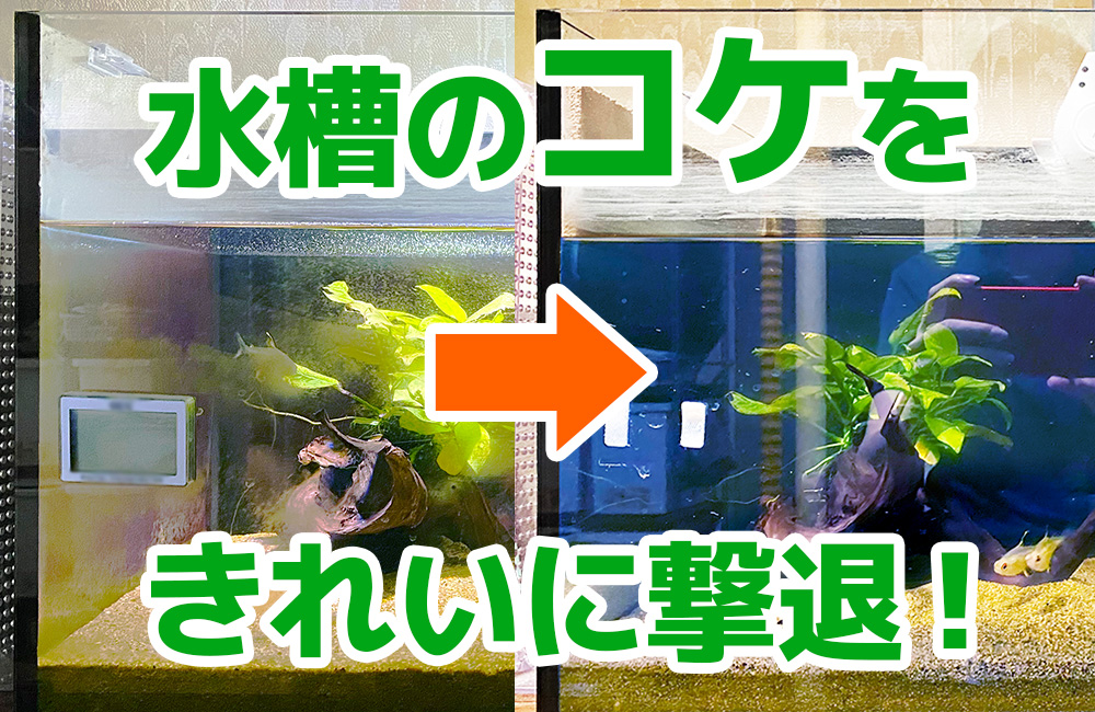 東京都杉並区 個人宅様 45cm淡水魚水槽 スポットメンテナンス事例のサムネイル画像