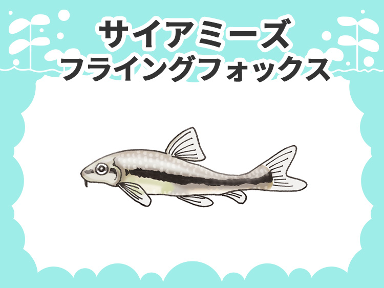 お魚図鑑 サイアミーズフライングフォックス メインイメージ