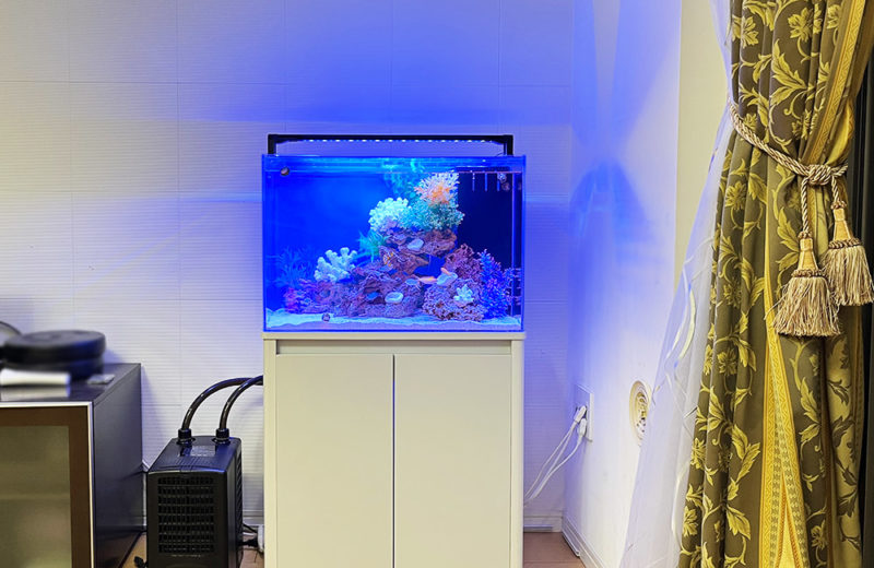 大阪府 自宅・個人宅様 60cm海水魚水槽 レンタル事例 水槽画像４