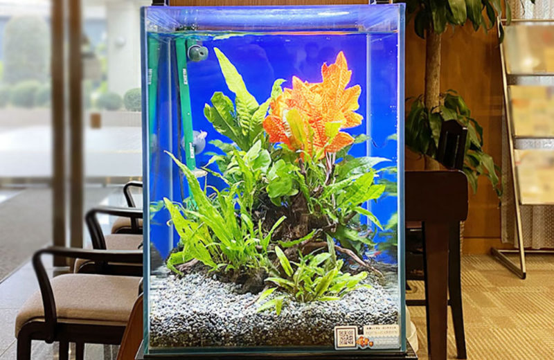 東京都　株式会社サン・ラポール調布様に設置　30cm淡水魚水槽 レンタル事例 水槽画像その５