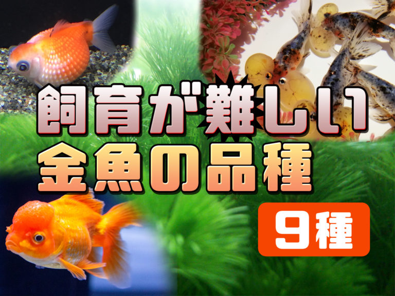 飼育が難しい金魚の品種9種！初心者にはおすすめしない金魚の特徴とはのサムネイル画像