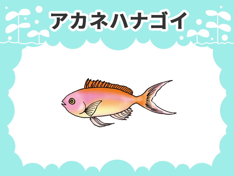 お魚図鑑 アカネハナゴイ メインイメージ