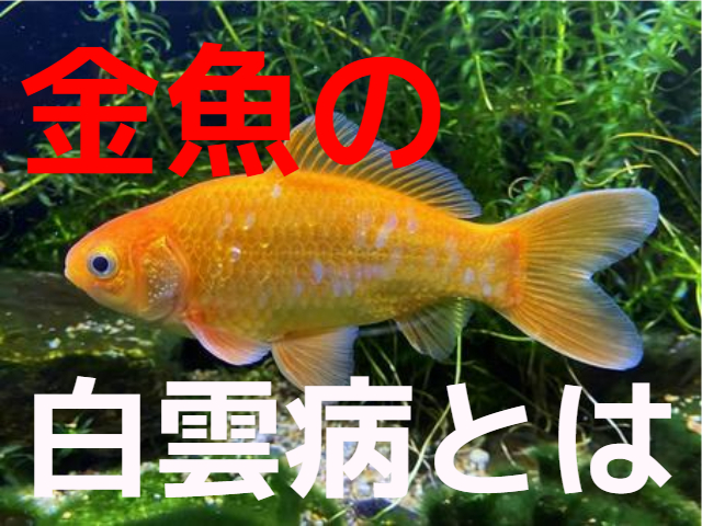 金魚の白雲病とは 原因と対処法 水カビ病やその他病気との違いを解説 東京アクアガーデン