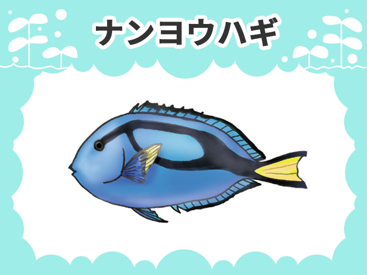 お魚図鑑 ナンヨウハギ メインイメージ