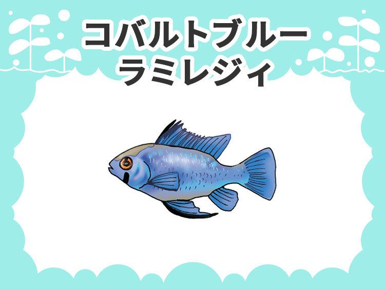 お魚図鑑 コバルトブルーラミレジィ メインイメージ